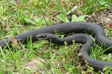 Indigo snake on grass in Florida wild, closeup