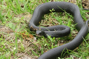 Black indigo snake on the grass in Florida wild, closeup