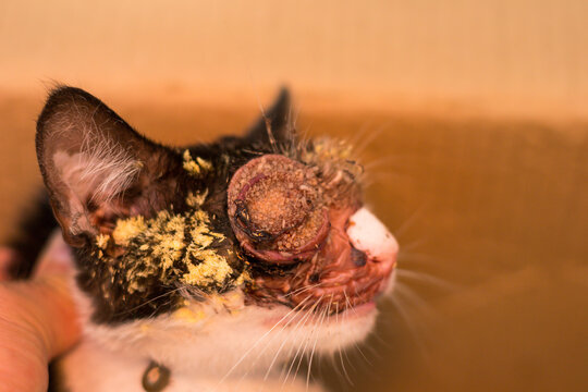 close-up photo of a kitten with maggots/myasis infestation