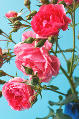 bouquet of a rose flowers isolated on a blue background.