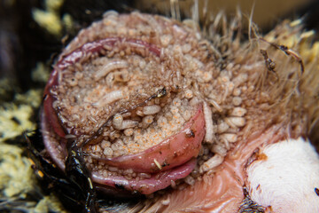 close-up photo of a kitten with maggots/myasis infestation