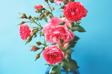 bouquet of a rose flowers isolated on a blue background.