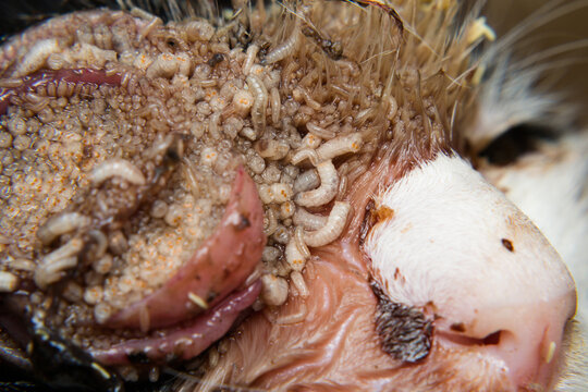 close-up photo of a kitten with maggots/myasis infestation