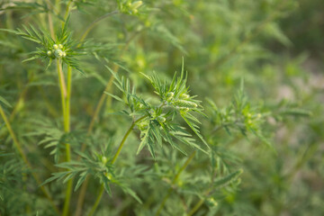 Flowering ragweed plant growing outside, a common allergen