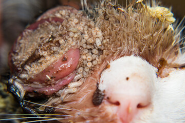 close-up photo of a kitten with maggots/myasis infestation