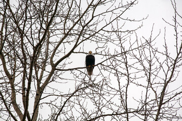 Bald eagle sitting on a tree