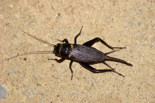 Two-spotted Cricket (Gryllus bimaculatus), male