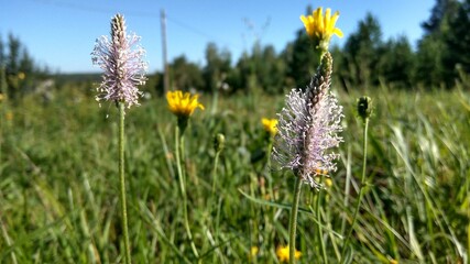 flowers in the field