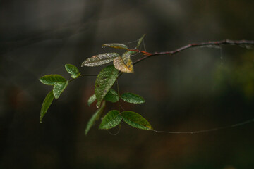 fern leaf in the morning autumn forest
