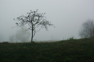 tree in the autumn fog forest