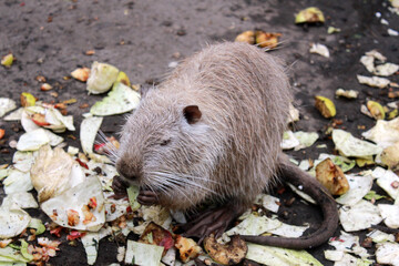 White coypu (Myocastor coypus) eating vegetables