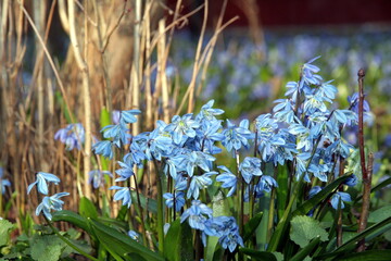 Fototapeta premium Scilla siberica. Blue stars in my garden.