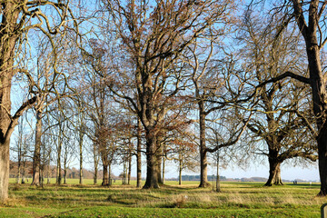 Fototapeta premium Bare Trees in the park. Autumn in Phoenix Park. Dublin. Ireland.