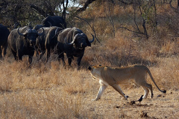 The Transvaal lion (Panthera leo krugeri), young lioness in conflict with a herd of cape buffalo.Lions on a buffalo hunt.