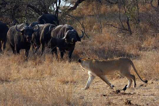 The Transvaal lion (Panthera leo krugeri), young lioness in conflict with a herd of cape buffalo.Lions on a buffalo hunt.