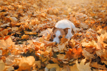 dog in yellow leaves. jack russell terrier in nature in autumn park