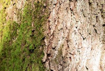 Trees in the park near the river. As well as big sosons and there is a river nearby.