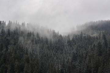 scenic fog in the mountains forest in the fall