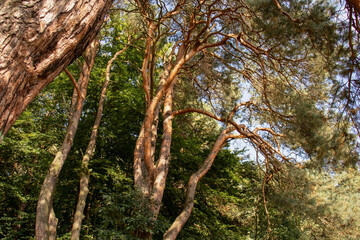 Trees in the park near the river. As well as big sosons and there is a river nearby.