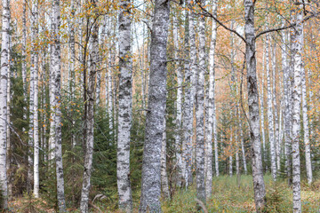 Birch trees in autumn, with yellow leaves. Forest background