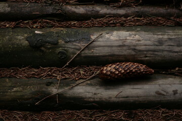 snake in the tree on the natural wood background