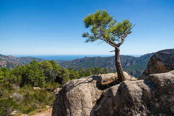 Baum in den Bergen von Korsika