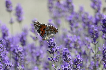 Painted Lady (Vanessa cardui) butterfly perched on lavender in Zurich, Switzerland