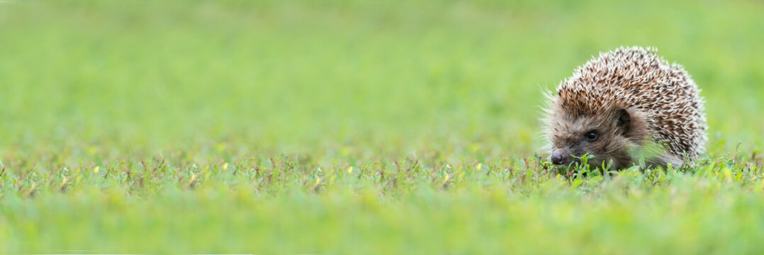 hedgehog on the grass..