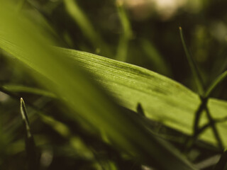 Closeup of green grass