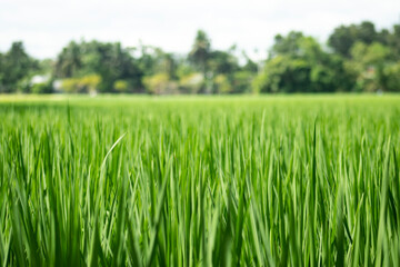 Green Baby Rice Paddy Plant