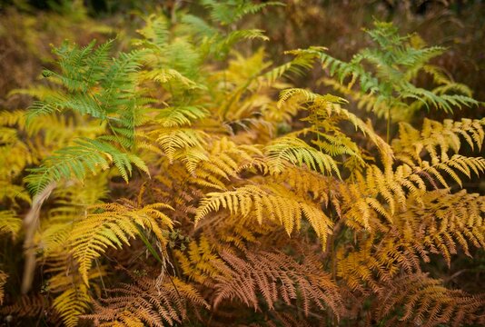 Pteridofite - Fern