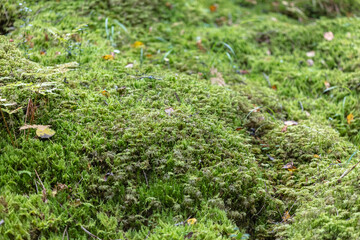 Green, forest moss. Natural background