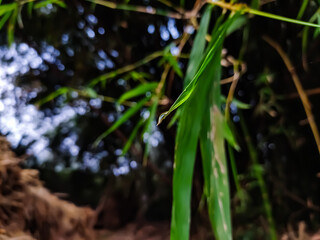 A small dew drop on a winter morning hangs on the end of a new bamboo leaf.