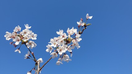 flowers on blue sky