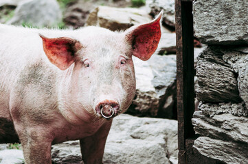Fototapeta premium Portrait d'un joli cochon rose dans une ferme