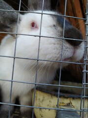 Fototapeta premium country pig in cage