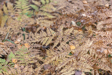 Old, withered fern, forest background