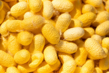 Group of silkworm in yellow cocoon stage background