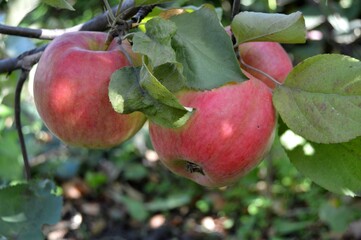 apples on a branch
