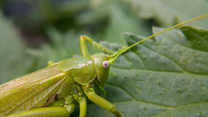 A large green locust is sitting on a leaf, the selected focus is only on the head. Wild animals and insects. Green background. Taken at close range.