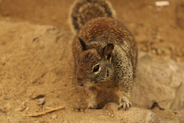 squirrel on a rock