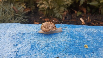 snail on the ground