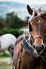 Portrait d'un cheval de traction agricole