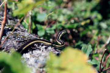 une couleuvre rayée