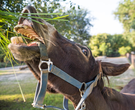 Close up of funny donkey.
