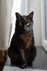 Black three legged cat sitting on the window ledge looking at the camera