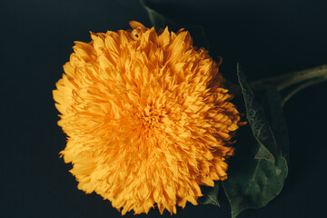 fluffy sunflower on black background as wallpaper. High quality photo