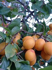 apricots on a tree