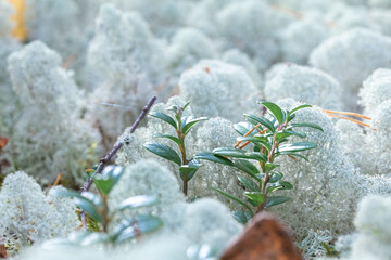 Yagel, a beautiful deer moss, grows in the forest, scandinavian nature. Forest background