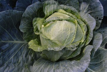 Obraz premium head of cabbage on a bed